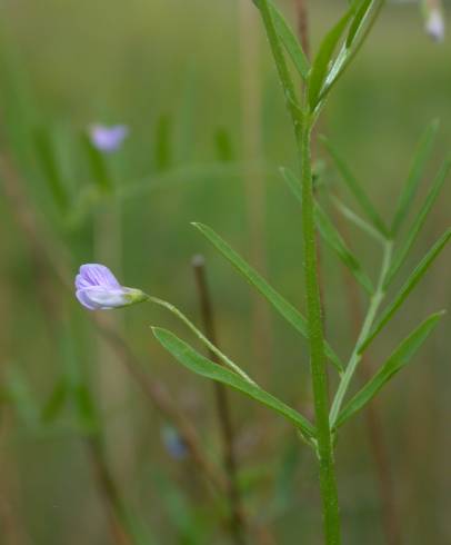 Fotografia de capa Vicia tetrasperma - do Jardim Botânico