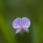 Fotografia 7 da espécie Vicia tetrasperma do Jardim Botânico UTAD