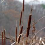 Fotografia 1 da espécie Typha angustifolia do Jardim Botânico UTAD