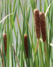 Fotografia da espécie Typha angustifolia