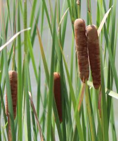 Fotografia da espécie Typha angustifolia