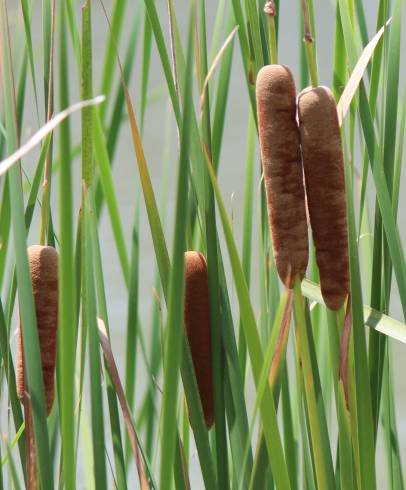 Fotografia de capa Typha angustifolia - do Jardim Botânico