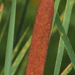 Fotografia 5 da espécie Typha angustifolia do Jardim Botânico UTAD