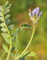 Astragalus stella