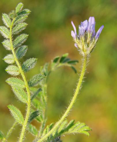 Fotografia de capa Astragalus stella - do Jardim Botânico