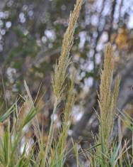 Fotografia da espécie Arundo plinii