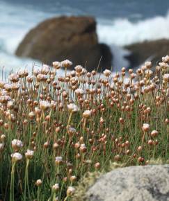 Fotografia da espécie Armeria pubigera