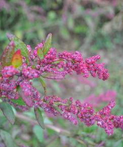 Fotografia da espécie Chenopodium chenopodioides