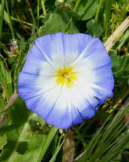 Fotografia da espécie Convolvulus meonanthus