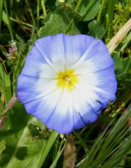 Convolvulus meonanthus