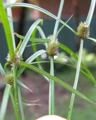 Fotografia da espécie Cyperus brevifolius