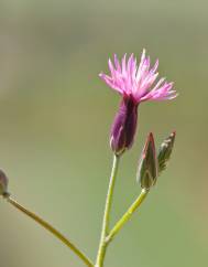 Crupina vulgaris