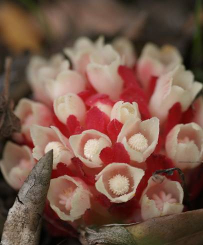 Fotografia de capa Cytinus ruber - do Jardim Botânico