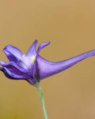 Fotografia da espécie Delphinium nanum