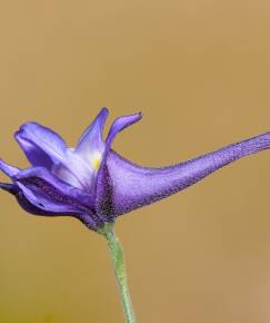 Fotografia da espécie Delphinium nanum