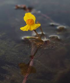 Fotografia da espécie Utricularia australis