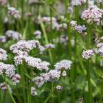 Fotografia 3 da espécie Valeriana dioica do Jardim Botânico UTAD