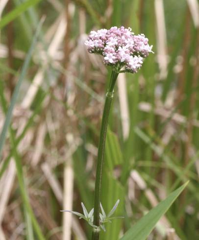 Fotografia de capa Valeriana dioica - do Jardim Botânico