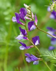 Vicia onobrychioides