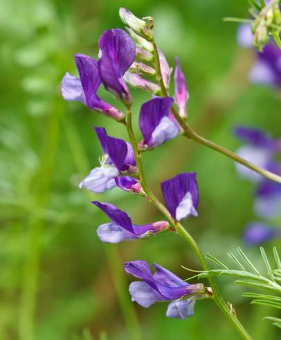 Fotografia de capa Vicia onobrychioides - do Jardim Botânico