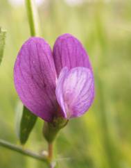 Vicia peregrina