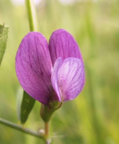 Fotografia de capa Vicia peregrina - do Jardim Botânico