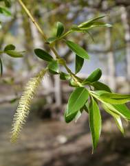 Salix fragilis