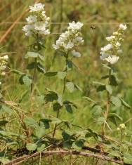 Fotografia da espécie Rubus canescens