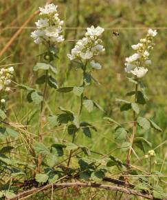 Fotografia da espécie Rubus canescens