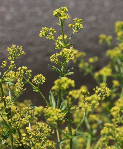 Fotografia de capa Rubia tinctorum - do Jardim Botânico