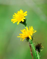 Fotografia da espécie Scorzoneroides autumnalis