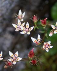 Fotografia da espécie Saxifraga stellaris