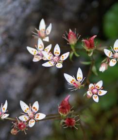 Fotografia da espécie Saxifraga stellaris