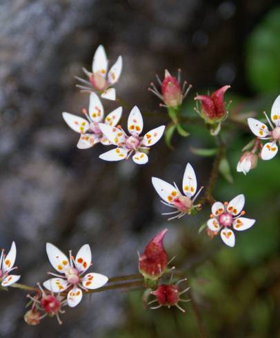 Fotografia de capa Saxifraga stellaris - do Jardim Botânico