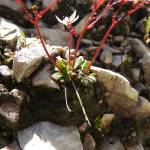 Fotografia 5 da espécie Saxifraga stellaris do Jardim Botânico UTAD