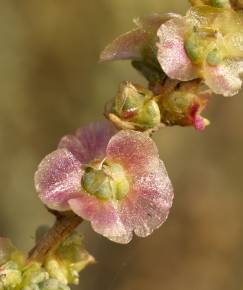 Fotografia da espécie Salsola vermiculata