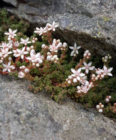 Fotografia de capa Sedum anglicum - do Jardim Botânico