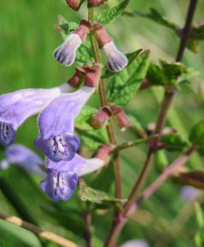 Fotografia de capa Scutellaria galericulata - do Jardim Botânico