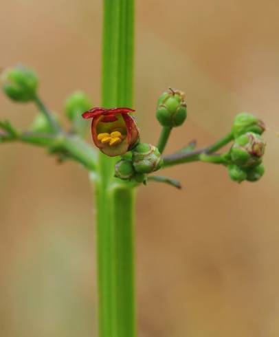 Fotografia de capa Scrophularia auriculata - do Jardim Botânico