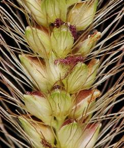 Fotografia da espécie Setaria parviflora