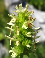 Sideritis hyssopifolia