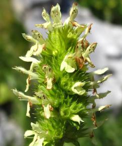 Fotografia da espécie Sideritis hyssopifolia