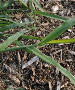 Fotografia da espécie Digitaria ischaemum