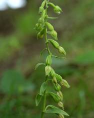 Fotografia da espécie Epipactis fageticola