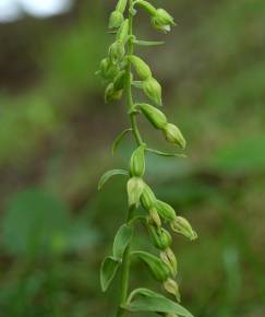 Fotografia da espécie Epipactis fageticola