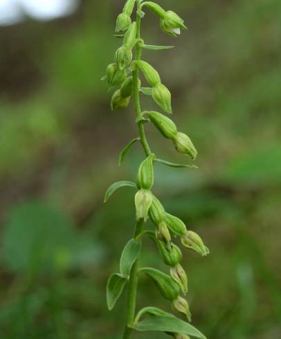 Fotografia de capa Epipactis fageticola - do Jardim Botânico