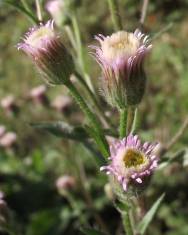 Fotografia da espécie Erigeron acer