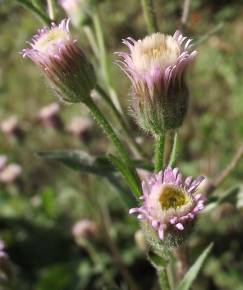 Fotografia da espécie Erigeron acer