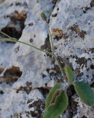 Fotografia da espécie Hieracium schmidtii