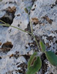 Hieracium schmidtii